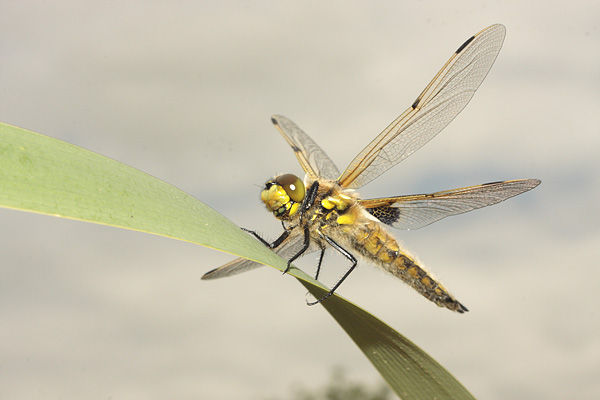 Four Spotted Chaser Dragonfly