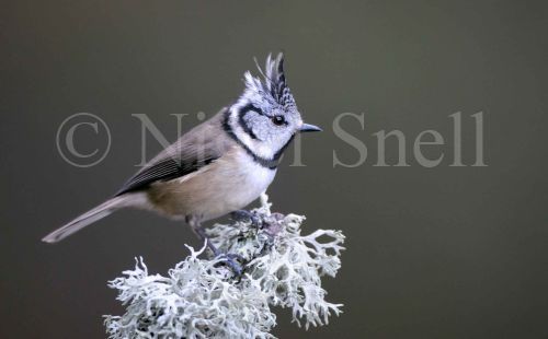 Crested Tit (Parus cristatus)