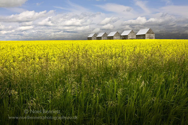Alberta Prairie.