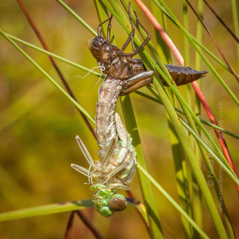 Broad Bodied Chaser
