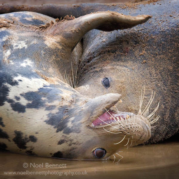 Submissive Female Atlantic Grey Seal