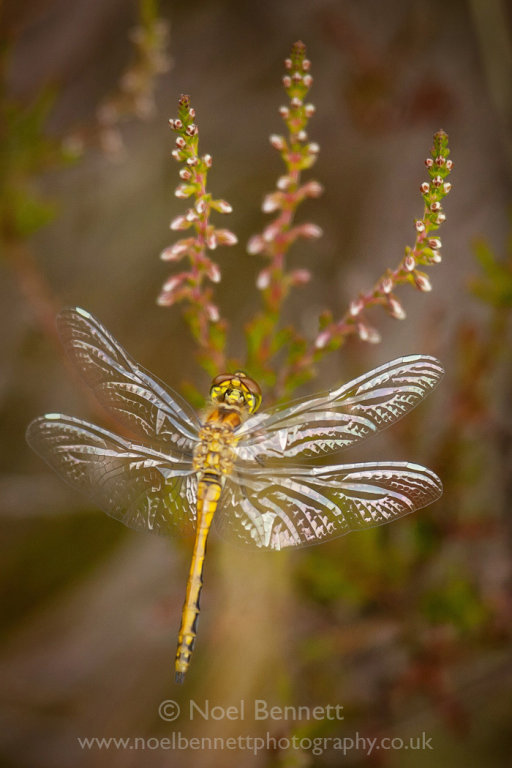 Beauty On The Wing
