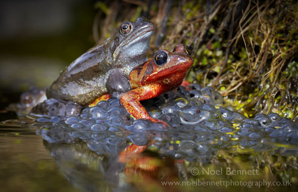 Frogs on Spawn