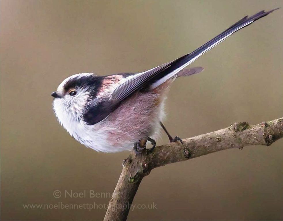 Long-Tailed Tit
