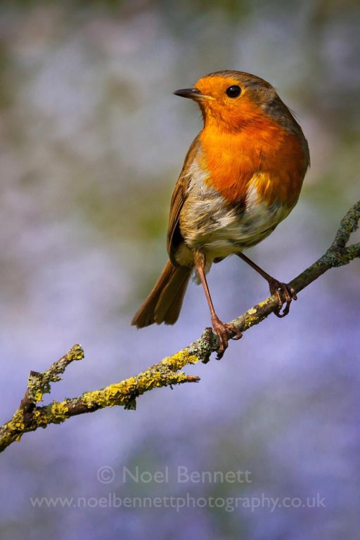 Robin