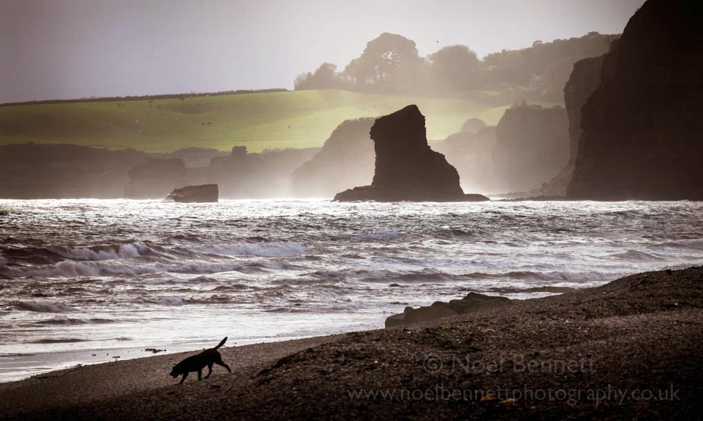 Walking The Dog