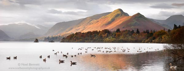 Wildlife On Derwent Water