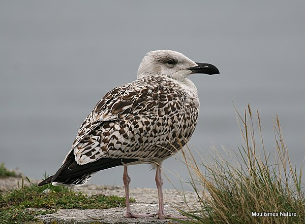 L. marinus juvenile/1st-winter