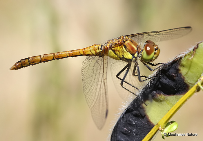Common Darter (Sympetrum striolatum) M-Imm