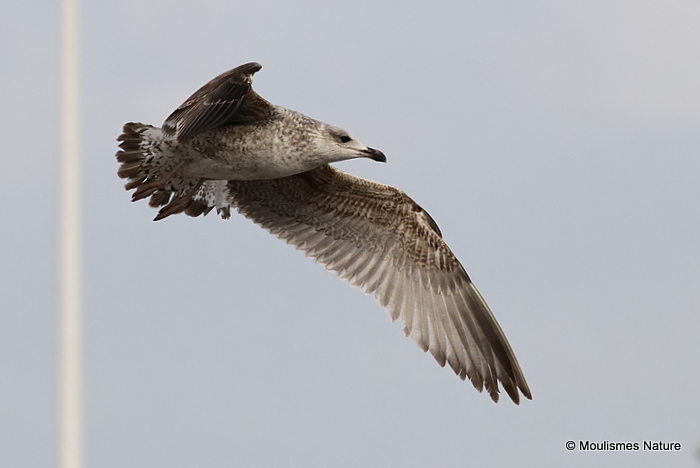 L. michahellis juv/1st-winter