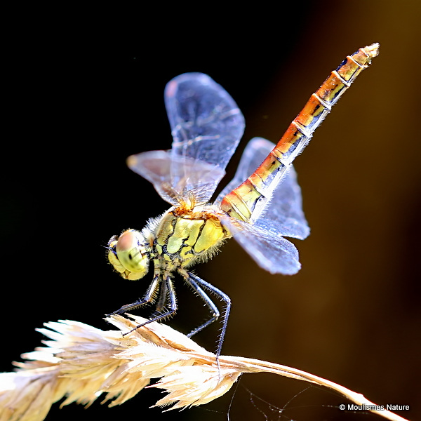 Ruddy Darter (Sympetrum sanguineum) F