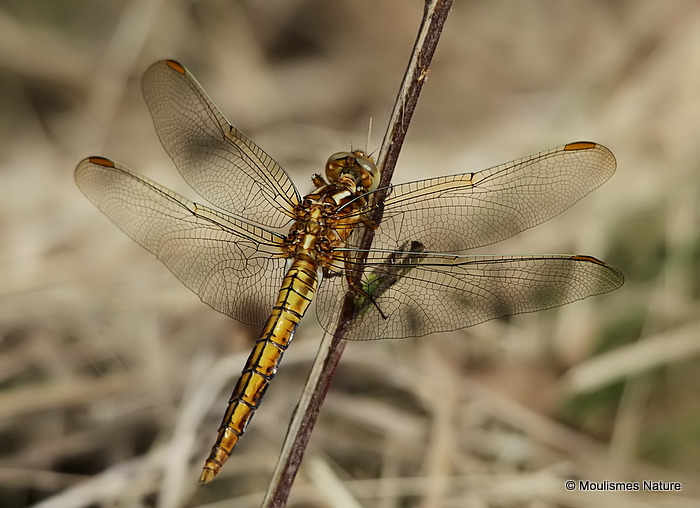 Keeled Skimmer (Orthetrum coerulescens) M-Imm