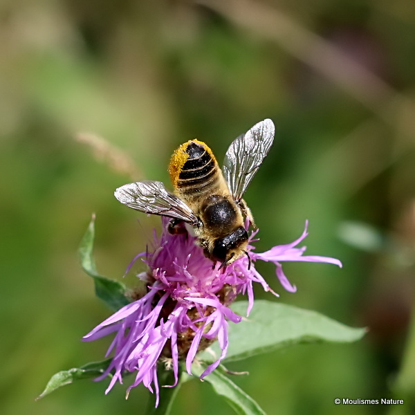 Wood-carving Leaf-cutter Bee (Megachile ligniseca) F