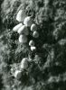 Fungi,-taken-at-Stourhead-Gardens 