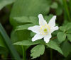 anemone 