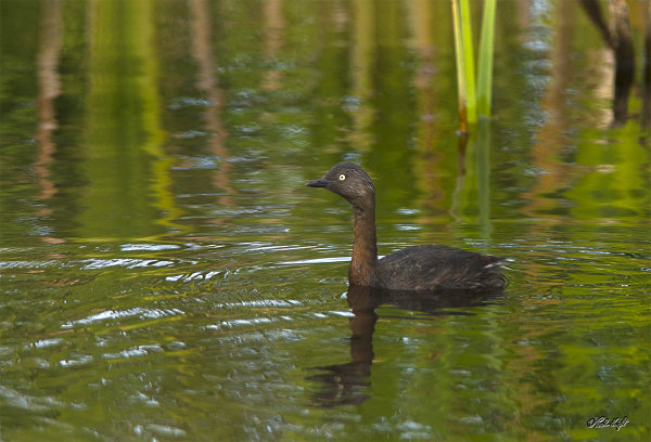 Dabchic 2554 at Huritini Lake