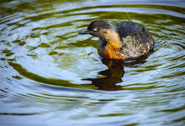 Dabchick_2574-1
