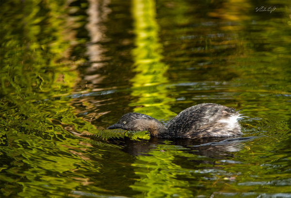 Dabchick_2621-1