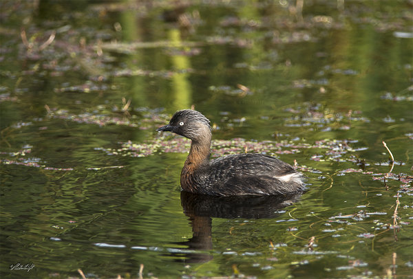 Dabchick 2640 at Waikawa Lake