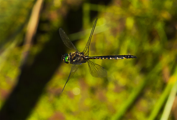 Dragonfly 2666 at Huritini Lake