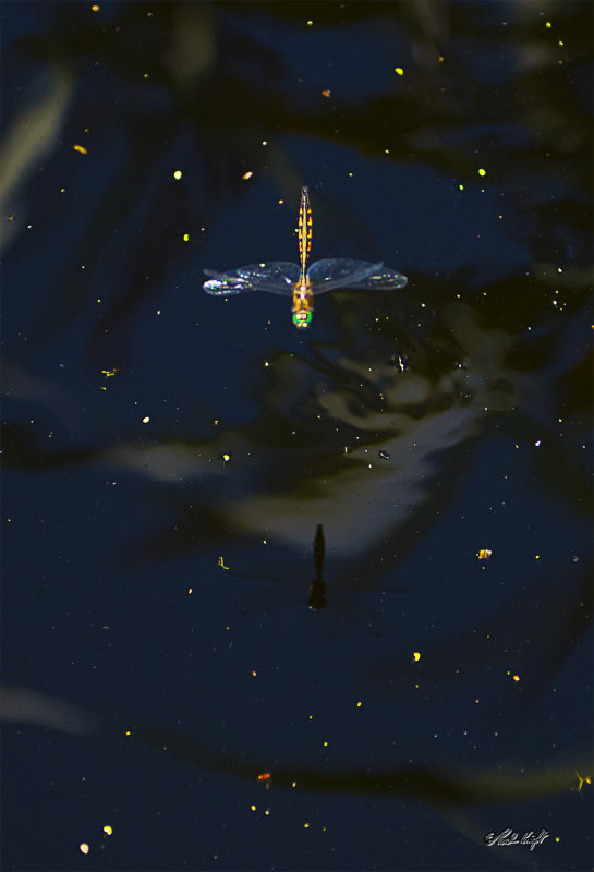 Dragonfly 2714 at Huritini Lake