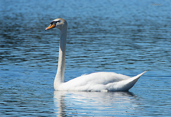 Swan 2290 at Huritini Lake