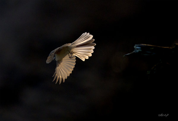 Kimberley-fantail_1670