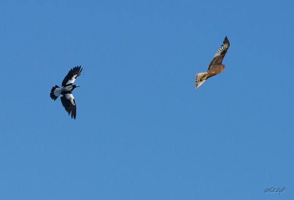 Magpie&hawk_1999