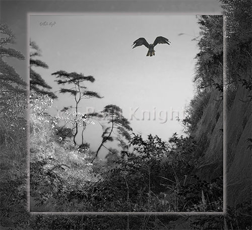 Mt Rokko Gully