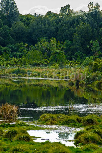 Papaitonga Wetland Reserve 0318