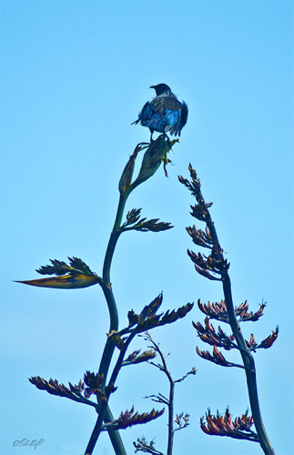 Tui on flax 0237