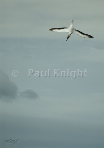 Gannet about to dive in Waiorua Bay, Kapiti