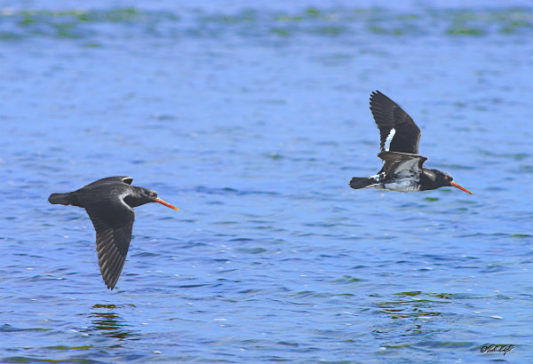 Variable oyster-catchers_1756