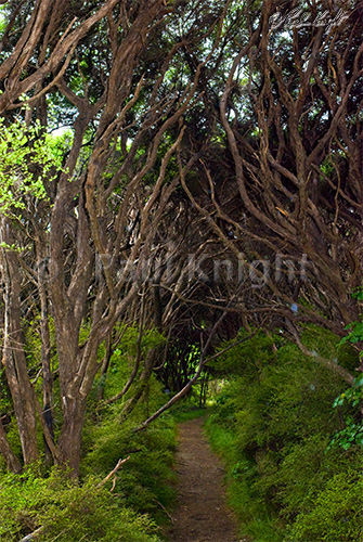 Path through Tea Tree
