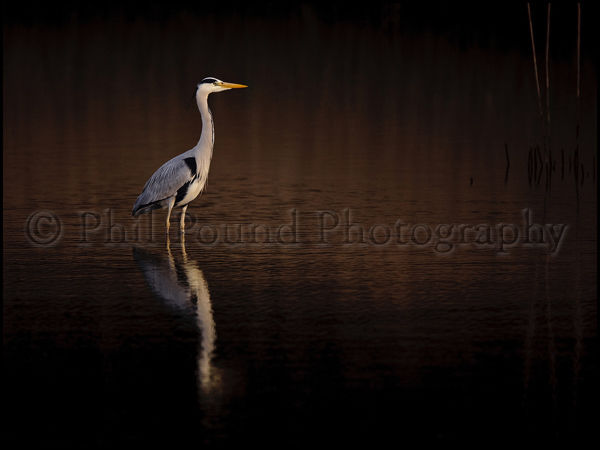 Heron at sunset