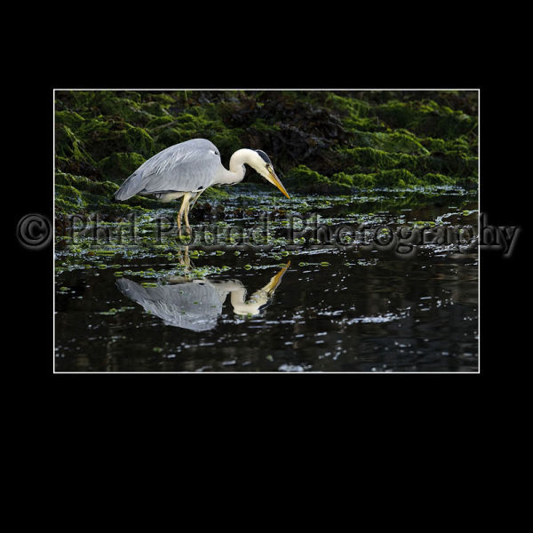 Heron 3401