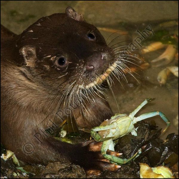 Otter 0310