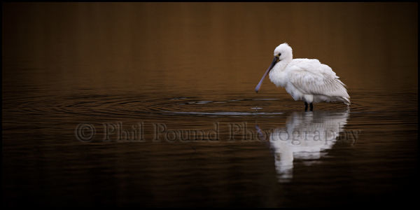 Spoonbill 3162