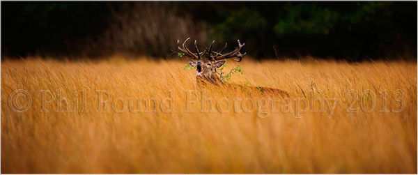 Roaring Stag 4014