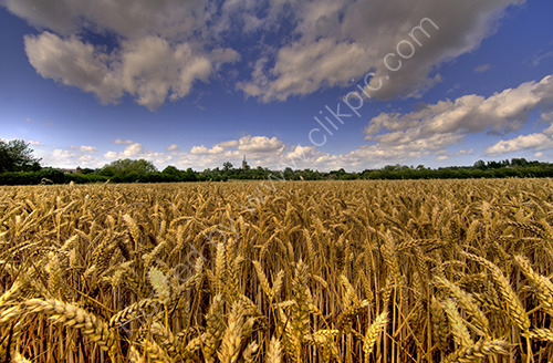 To Ash Village KentChurch of St Nicholas in view
