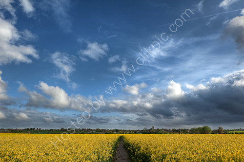 Ash Village viewed across a field of rapeseed