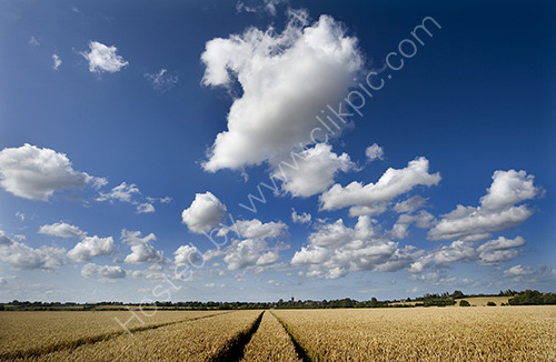 Wheat fileds of kent