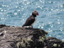 puffin2