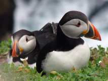 puffin3