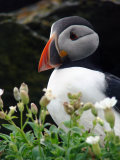 puffin4