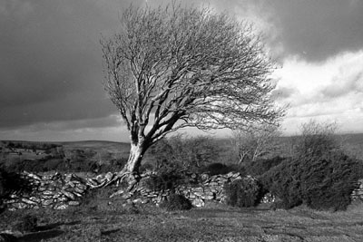 Ash Tree, Scorhill, Dartmoor.