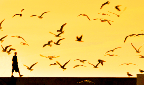 Essaouira Evening