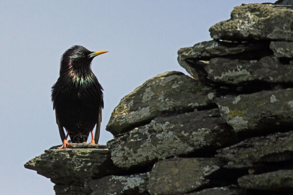 Starling Sheen