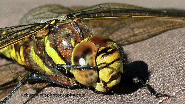 Dragonfly resting, Saltoun Wood