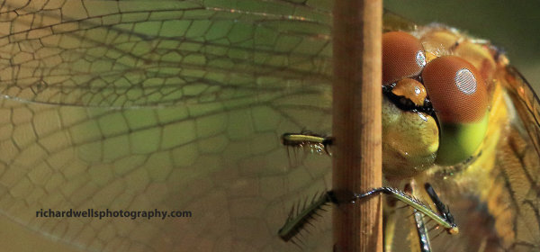 Dragonfly, Saltoun Wood.